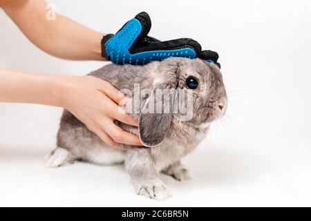Frau, die ein graues Kaninchen mit einem Kamm mit einem lop-ohrigen Handschuh umstelt. Weißer Hintergrund. Speicherplatz kopieren. Konzept der Tiergesundheit. Stockfoto