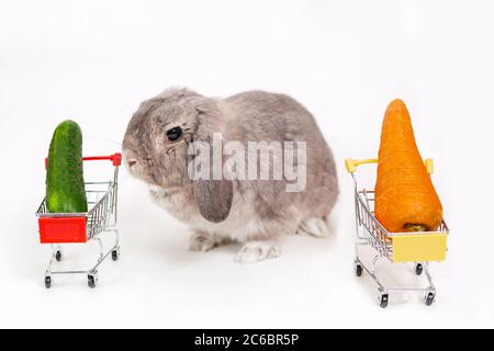 Ein graues, lop-ohrig Kaninchen sitzt zwischen zwei Spielzeugwagen mit Karotten und Gurken. Weißer Hintergrund. Das Konzept der Auswahl und Pflege von Haustieren. Stockfoto