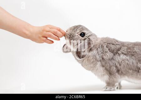 Eine Frau füttert ein graues Kaninchen mit einem Lopohr. Weißer Hintergrund, Seitenansicht. Nahaufnahme von Hand und Tier. Das Ende der Fütterung und Behandlung von Haustieren. Stockfoto