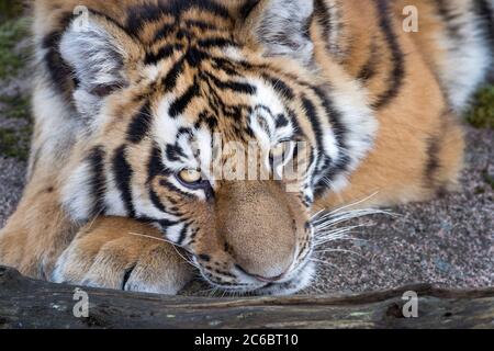 Amur Tiger Yasha (neun Monate alt) Stockfoto