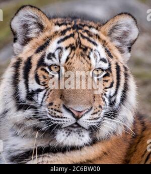 Amur Tiger Yasha Stockfoto
