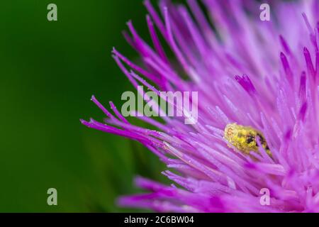 Die vorteilhafte, aber fast unsichtbare Schwebefliegenlarve (Syrphidae), die Blattläuse in einer Distelblume jagt - ein wichtiges Raubtier, britische Tierwelt Stockfoto