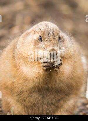 Vorderansicht Nahaufnahme eines niedlichen Schwarzschwanz-Präriehundes (Cynomys ludovicianus) im Freien im UK Wildlife Park, knabbernd mit sehr schlammigen Pfoten! Stockfoto