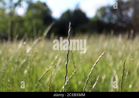 Nahaufnahme eines wilden Grases auf einer Wiese in Manchester, England Stockfoto