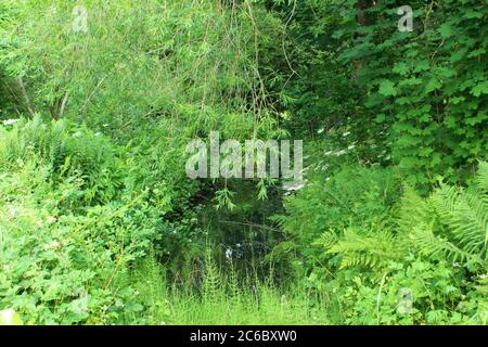 Überwuchert Flussufer mit Grün, Bäumen und Sträuchern in Manchester, England gefüllt Stockfoto