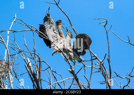 Zwei Juvenile Black-Crowned Night Reiher konkurrieren um die Dominanz auf einem Baum Zweig. Stockfoto