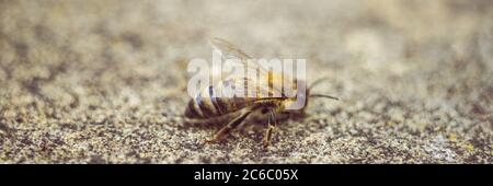 Biene auf einer Steinstraße, Makrofoto Stockfoto