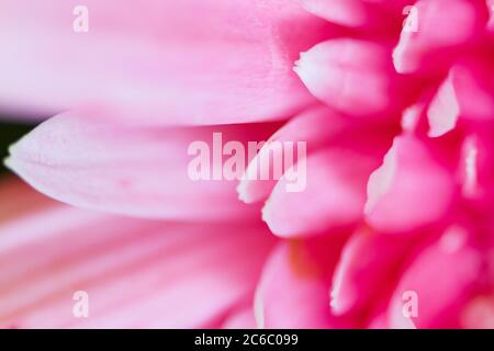 Rosa Gerbera Blütenblätter aus Gänseblümchen Nahaufnahme absichtlich teilweise verschwommen geeignet als Hintergrund, Hintergrund oder Tapete. Stockfoto