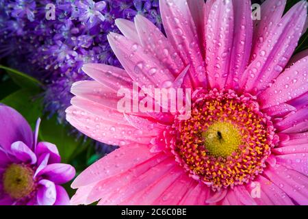 Rosa Gerbera Daisy Nahaufnahme mit Wassertropfen von oben betrachtet geeignet als Hintergrund, Hintergrund, oder Wallpaper. Stockfoto