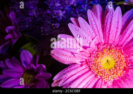 Rosa Gerbera Daisy Nahaufnahme mit Wassertropfen von oben betrachtet geeignet als Hintergrund, Hintergrund, oder Wallpaper. Stockfoto