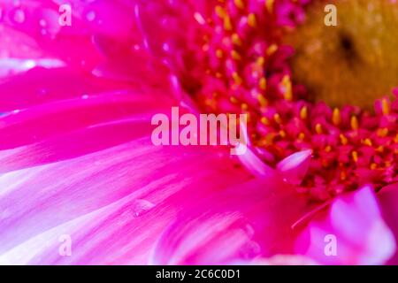 Rosa Gerbera Daisy Nahaufnahme mit Wassertropfen von oben betrachtet geeignet als Hintergrund, Hintergrund, oder Wallpaper. Stockfoto