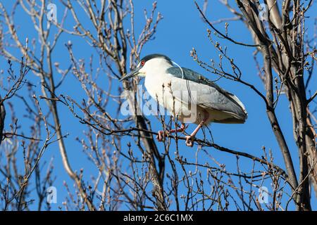 Ein Schwarzer Nachtreiher mit langen weißen Kopffedern thront an einem hellen und sonnigen Frühlingstag auf einem angehenden Baum. Stockfoto