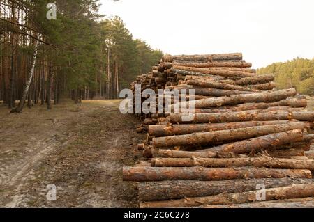 Gestapelte Holzstämme auf dem Holzeinschlag, die Holzlagerstätte, das Fällen des Nadelwaldes auf dem Hintergrund des Waldes Stockfoto