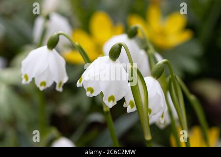 Schneeflocken im Frühlingsgarten leucojum vernum Stockfoto