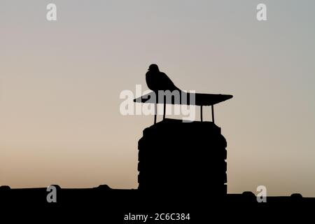 Silhouette einer Taube (columbidae) auf einem Schornstein sitzend (Kopierraum) Stockfoto