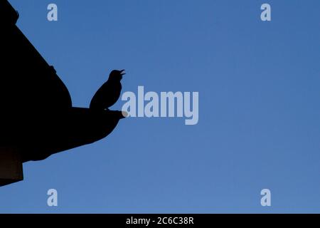 Silhouette einer Amsel (turdus merula) auf einer Rinne sitzend und singend Stockfoto