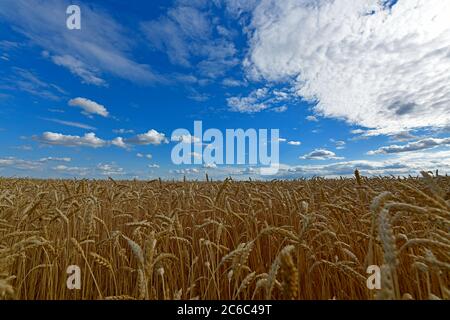 Malerische ländliche Landschaften, das Dorf Korolevka Ukraine. Stockfoto