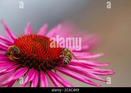 Nahaufnahme von zwei Bienen auf einer violetten Blütenkoneblume (Echinacea) in voller Blüte Stockfoto