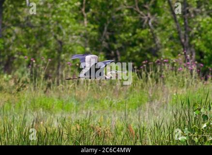 Ein Blaureiher, der tief durch ein Feld mit grünen Bäumen, hohen Gräsern und rosa-violetten Distelblüten im Hintergrund fliegt. Stockfoto