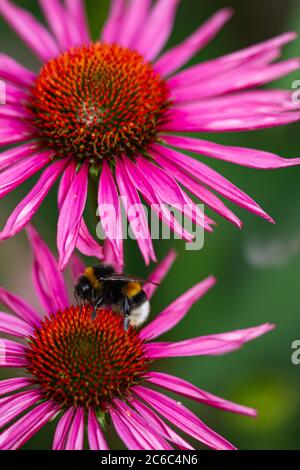 Nahaufnahme einer geernteten Hummel auf zwei lila Blütenkoneblumen (Echinacea) in voller Blüte Stockfoto