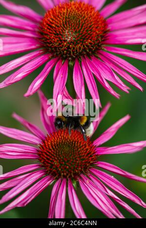 Nahaufnahme einer geernteten Hummel auf zwei lila Blütenkoneblumen (Echinacea) in voller Blüte Stockfoto