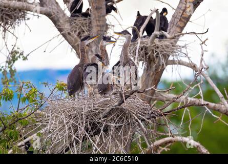 Eine Gruppe von fünf Jungreihern blickt sich und ihre Umgebung in einem großen Nest auf einem Baum mit einem fernen Berghorizont an. Stockfoto