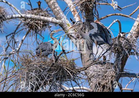 Ein Weibliche Blaureiher erwartet eifrig den Zweig, den ihr Kumpel zu ihrem Nestplatz gebracht hat. Stockfoto