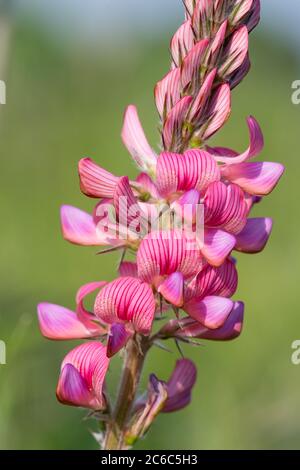 In der Nähe einer gemeinsamen Esparsette (onobrychis viciifolia) Blüte in der Blüte Stockfoto