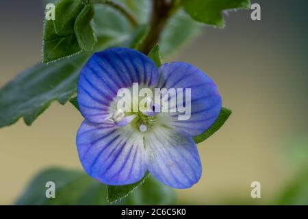 Makroaufnahme einer gewöhnlichen Speedwell-Blume (veronica arvensis) Stockfoto