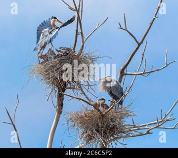 Ein Blaureiher kommt vorsichtig um ihre wartenden Küken herum an ihrem Nest an. Eine zweite Reiherfamilie sitzt direkt unten auf einem anderen Nest. Stockfoto