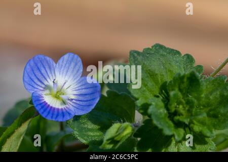 Makroaufnahme einer gewöhnlichen Speedwell-Blume (veronica arvensis) Stockfoto