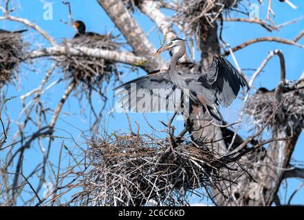 Ein tapferer Blaureiher kommt an seinem Nest mit einem aufkeimenden Zweig in seinem Schnabel an, der einen detaillierten Schatten in seinen offenen Flügel wirft. Stockfoto