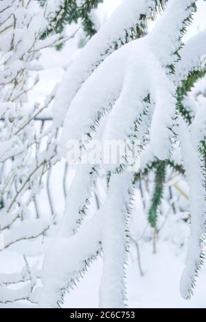 Andentanne, Araucaria araucana, Andes FIR, Araucaria araucana Stockfoto