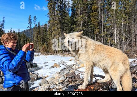 Frau fotografiert einen Wolf bei einem geführten Wolfsspaziergang im Wald bei Golden BC. Die Wanderungen werden vom Northern Lights Wolf Center, einem Zentrum für Wolfsrettung und Bildung, geleitet. Die Wölfe wurden von Geburt an zu Menschen sozialisiert und sind es gewohnt, mit Besuchern zu gehen. Stockfoto