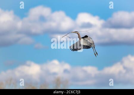 Ein Blaureiher, der einen Stock an sein Nest trägt, scheint in der Luft mit flauschigen weißen Wolken und einem babyblauen Himmel zu schweben. Stockfoto