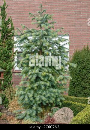 Chinesische Spiestanne, Cunninghamia lanceolata Glauca, chinesische Tanne, Cunninghamia lanceolata Glauca Stockfoto