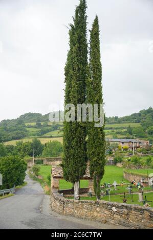 Mittelmeer-Zypresse, Cupressus sempervirens stricta, Mediterranean Cypress, Cupressus sempervirens stricta Stockfoto