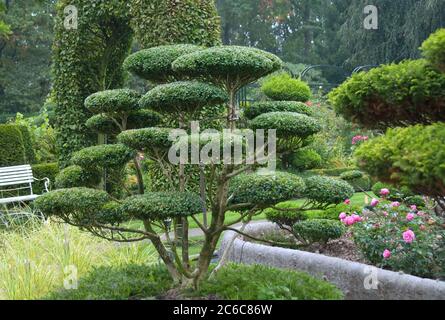 drachenbaum outdoor Drachenbaum 'Magenta'
