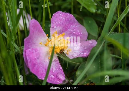 Hundrose Rosa Canina Blume Stockfoto
