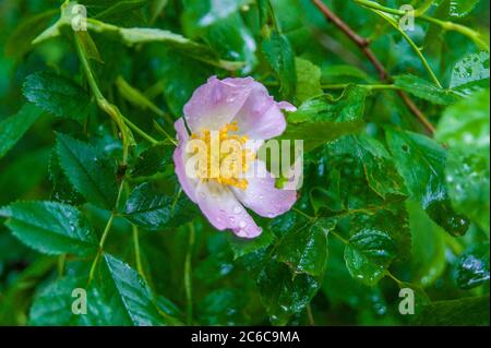 Hundrose Rosa Canina Blume Stockfoto