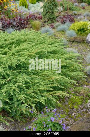 Sachalin-Kriech-Wacholder, Juniperus rigida Schlager, Sachalin-Kriechwacholder, Juniperus rigida Hit Stockfoto