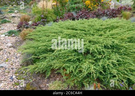 Sachalin-Kriech-Wacholder, Juniperus rigida Schlager, Sachalin-Kriechwacholder, Juniperus rigida Hit Stockfoto