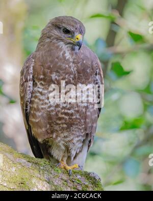 Mäusebussard Stockfoto