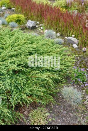 Sachalin-Kriech-Wacholder, Juniperus rigida Schlager, Sachalin-Kriechwacholder, Juniperus rigida Hit Stockfoto