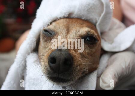 Hundepflege eines braunen Pinscher Welpenhundes in einer orangen Wanne Stockfoto