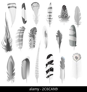 Sammlung von detaillierten schwarz-weißen Stil Vogelfedern Set. Dekorationselemente. Vektorgrafik Stock Vektor