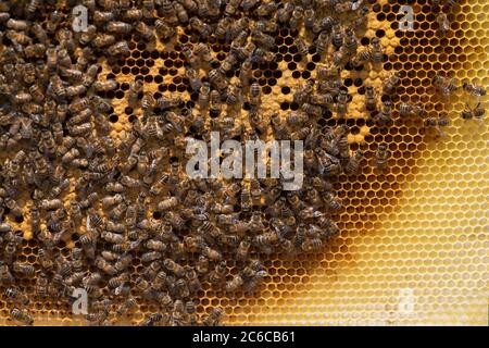 Aus nächster Nähe, Honigbienen füllen Honigwabe mit Nektar und Pollen Stockfoto