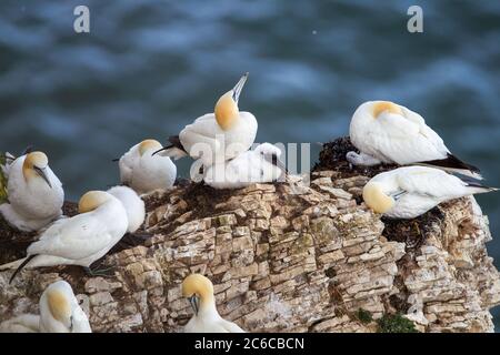 Nördliche Gannets brüten auf der Skala NAB Teil der Bempton Cliffs, der das Plastikseil von Fischernetzen zeigt, die dort in der Nähe von Flamboroug nisteten Stockfoto