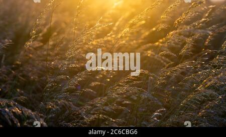 Die Sonnenuntergänge durch Grasbesamter in der Nähe von Thornwick Bay, Flamborough Head, East Yorkshire, Großbritannien Stockfoto