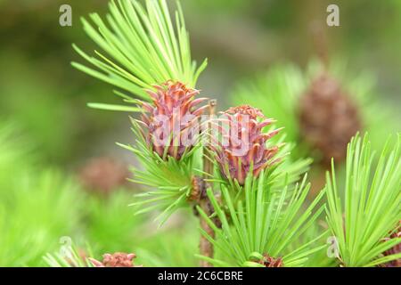 Europäische Laerche, Larix decidua, Weibliche Bluete, Europäische Lärche, Larix decidua, Weibliche Blume Stockfoto